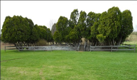 Rural Cemetery (Benner Cemetery)